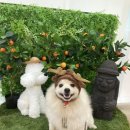 몽포레스트 이미지