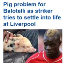 둥지수퍼 이미지