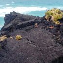 한림읍 월령리마을 이미지