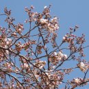 살구꽃공원 이미지