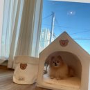 베베-멍 이미지