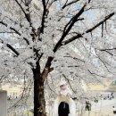 부평부영로 | [Beauty] 인천부평산곡동미용실 로이드밤 산곡중앙점 토모미클리닉 후기｜육아맘 머릿결 관리 추천