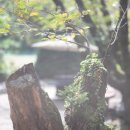 고향산장 이미지