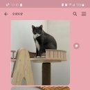 오냥오냥 고양이호텔 | 대구 고양이 호텔 &#34;오냥오냥&#34;