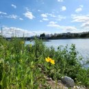 왕숙천수변공원길 이미지