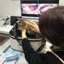 더힐링동물병원 | [마포동물병원] 공덕동물병원 추천 힐링동물병원, 고양이 반려동물구강검진 후기