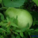 친정에밥상 이미지