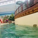 롯데워터파크(스파) | 부산근교 워터파크 김해가볼만한곳 롯데워터파크 김해 실내 로우시즌 후기