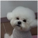 우리 펫 살롱 이미지