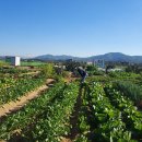 김중환농장 이미지