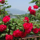 오월의여왕 이미지