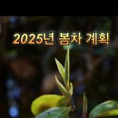 차향 이미지