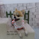 Pet salon 이미지