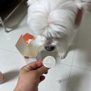 우리집 강아지 | 우리집 강아지 유산균으로 오아가 선택! 실제 급여 후기 포함