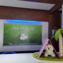 펫하우스 V 이미지