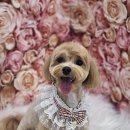 지개동산 이미지