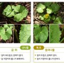 님아, 그 풀은 먹지 마오… 산나물 아니고 ‘독초’라오 이미지