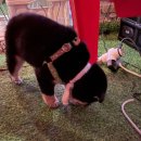 디지스도그 이미지