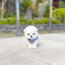 컴투펫 강아지고양이 미용 인천점 | 청라강아지분양 애견샵 솔직한 후기