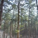 팔현농장 | 팔현 캠프 (2014.03.15 ~ 16) - 집에서 엄청 가까운 남양주 캠핑장 ^^