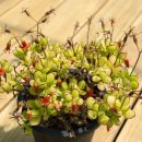 청수정가든 이미지