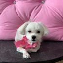 뭉치쌀롱 이미지