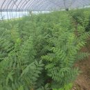 민등농장 이미지