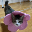 완도동물병원 이미지