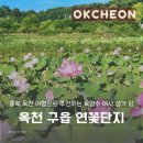연꽃단지 | 충북 옥천 여행으로 추천하는 육영수 여사 생가 앞 구읍 연꽃단지 생생 후기