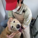 멍뭉워시 이미지