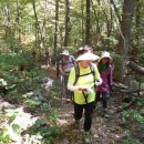 쉐난도 국립공원 산악 구조견(Shenandoah National Park Mountain Rescue Dogs) 이미지