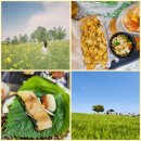 유채약국 | 2025년 전라도여행 DAY2 : 고창 풍천장어 맛집 &amp; 폭삭 속았수다 유채꽃밭 촬영지 고창 청보리밭