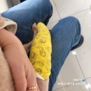 정 메디컬 동물병원 | 쓸개골,십자인대 수술