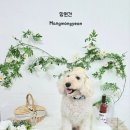 망원견 애견유치원&애견호텔 이미지