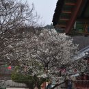 묘한향기 이미지