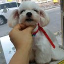 다사랑 애견 이미지