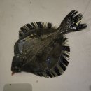 수원 락 실내바다 낚시터 이미지