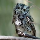 부엉이야 이미지