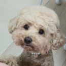 봉담우리애 동물병원 이미지