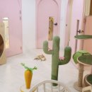 고양이 무마취미용&호텔 무냥무냥 부산서면점 이미지