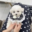 오독안심분양센터 강아지분양 고양이분양 광주점 이미지