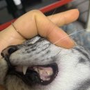 동이몽이 이미지