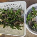 소라풍란 만들고 적응중입니다. 이미지