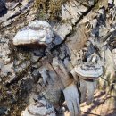 자작나무 종말굽버섯 이미지
