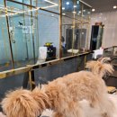 푸바오애견 이미지