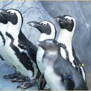 올레리조트 이미지