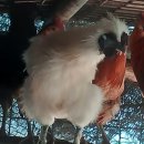 천안오골계농장 이미지