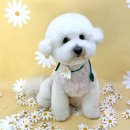 멍멍이 미용실 이미지