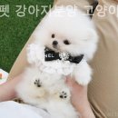 미니펫강아지고양이 - 성동구 성덕정길 96-1 | 미니펫강아지고양이