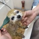 씻을개 네이버블로그